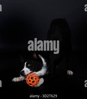Welpen Border Collie vor weißem Hintergrund Stockfoto