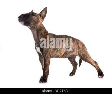 Miniatur Bull Terrier vor weißem Hintergrund Stockfoto