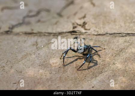 Alarmierte schwarze Spinne, wilde Arachnide auf Betonboden. Faszinierende Makro- und Nahaufnahme dieses winzigen Tieres, das in seiner natürlichen Ha steht Stockfoto