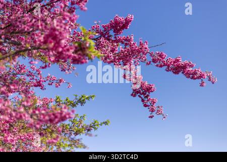 Leuchtend rosa Blüten platzen von Ästen vor klarem blauen Himmel und fangen die fröhliche Essenz der natürlichen Schönheit des Frühlings und der ruhigen Ruhe ein Stockfoto