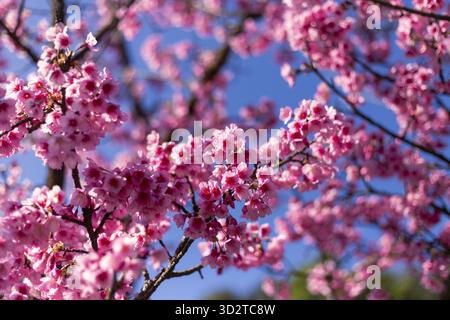 Leuchtend rosa Kirschblüten brechen auf zarten Ästen auf und schaffen atemberaubende und ruhige natürliche Schauplätze vor strahlend blauem Himmel, Symbol Stockfoto