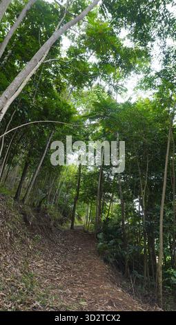 Weg im Wald Stockfoto
