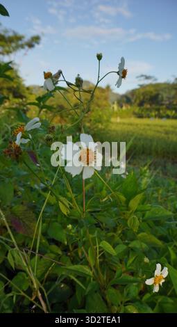 Weiße blühende Bidens Alba Blumen Stockfoto