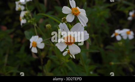 Weiße blühende Bidens Alba Blumen Stockfoto