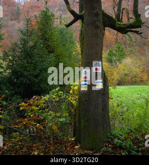 Am Rande einer Waldlichtung steht im Herbst ein moosiger Baumstamm, der mit gemalten Wegellocken markiert ist. Zu den Schildern gehören ein Wander- und Radsymbol Stockfoto