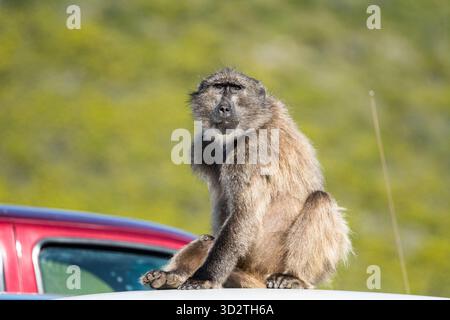 Chacma oder Cape Pavian (Papio ursinus) blickt direkt in die Kamera, während Sie auf dem Dach eines Autos im Cape Point Naturschutzgebiet oder Kap der Guten Hoffnung sitzen Stockfoto