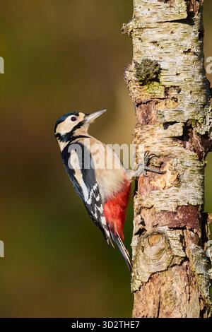 Großer Spotted Woodspecht, Dendrocopos Major, Weibchen auf Birkenstamm, Dumfries and Galloway, Schottland, Großbritannien Stockfoto