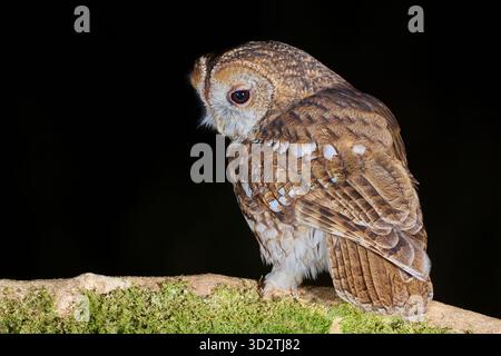 Tawny Owl, Strix aluco, Dumfries and Galloway, Schottland, Großbritannien Stockfoto