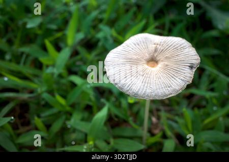 Eine Nahaufnahme eines Parasola plicatilis Pilzes zwischen grünen Gräsern mit Wassertröpfchen auf natürlichem, verschwommenem Hintergrund. Stockfoto