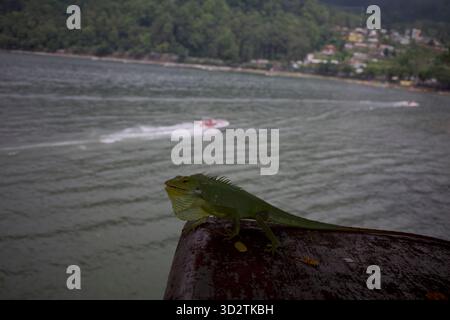 Nahaufnahme des Mähnenwaldes Lizard, Bunglon (Bronchocela jubata) auf dem Boden. Stockfoto