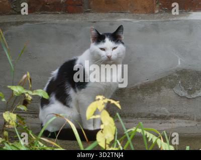 Schwarz-weiße Katze sitzt an der grauen Wand Stockfoto