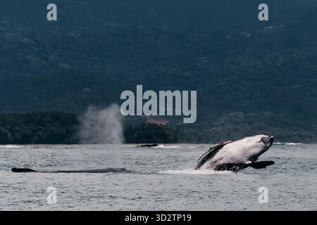 Buckelwale Mutter und Kalb brechen vor der Küste von Uvita ab Stockfoto