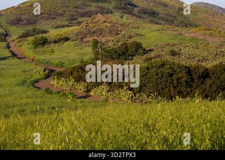 Singlewanderer auf gewundenen, unbefestigten Wegen durch grüne Hügel, Kaktusbürste Stockfoto
