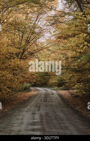 Eine unbefestigte Straße schlängelt sich durch friedliche Wälder von Maine im Herbstlaub Stockfoto
