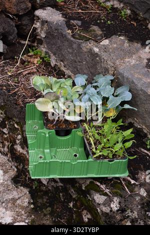 Keimlinge von Bio-Gemüse im schwarzen Kunststofftopf. Vielfalt frischer, ökologisch angebauter Gemüsesämlinge, die in Saatgutfächern angebaut werden. Stockfoto