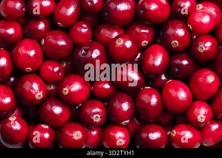 Frische große Preiselbeeren, Nahaufnahme, von oben. Auch bekannt als Bärenbeeren oder amerikanische Preiselbeeren. Reifer und hellroter Vaccinium Macrocarpon. Stockfoto