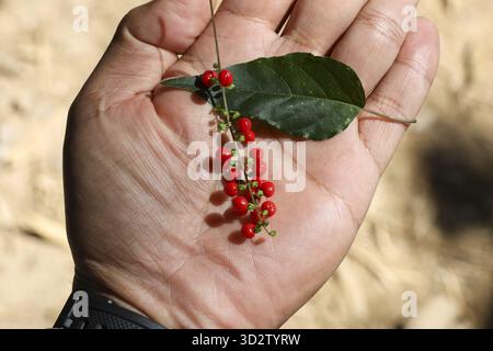 Nahaufnahme der menschlichen Hand, die kleine Pflanze mit winzigen roten Beeren und grünen Blättern sanft hält. Moment sanfter Neugier und Entdeckung während der Erkundung der Natur Stockfoto