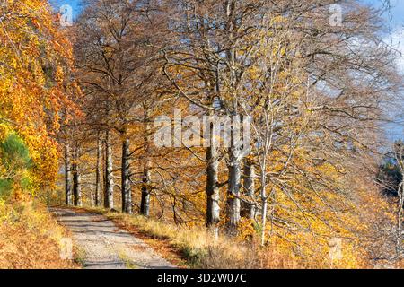 Buchen Fagus in Herbstsonne mit verbleibenden Blättern und einer unbearbeiteten Straße Stockfoto