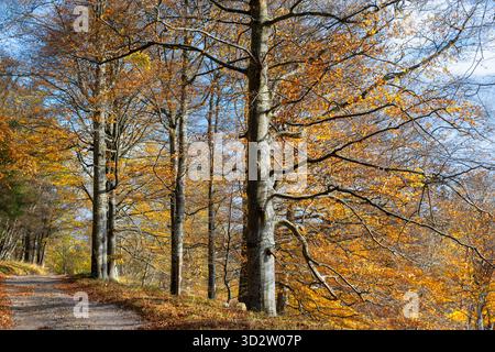 Buchen Fagus bei Herbstsonne mit verbleibenden Blättern Stockfoto