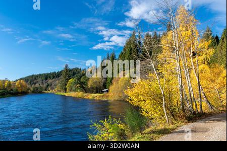 River Spey Aberlour Scotland Wester Elchies Hochwasser und Bäume im Herbst Stockfoto