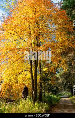 River Spey Aberlour Scotland Wester Elchies Road und Buche Fagus im Herbst Stockfoto