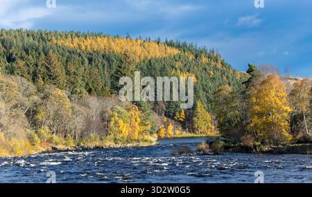 River Spey Aberlour Scotland Wester Elchies die Stromschnellen und Bäume im Herbst Stockfoto