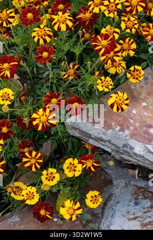 Tagetes patula, die französische Ringelblume Stockfoto