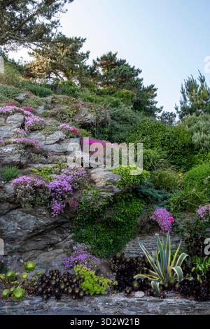 Mesembryantheme-Blüten ziehen im Sommer über einen großen Steingarten Stockfoto