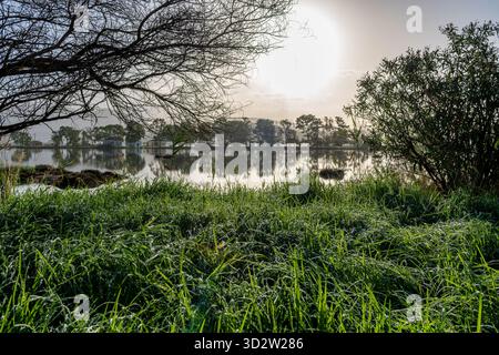 Morgentau auf grünem Gras am Ufer eines Feuchtgebiets mit Wildtieren, während die Herbstsonne am Horizont aufgeht. Stockfoto