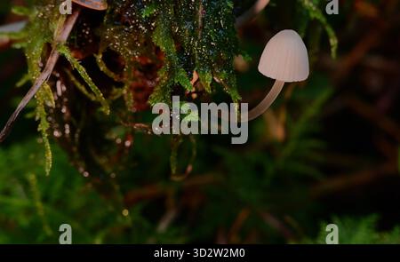 Pilze, Pilze, die in Mischwäldern auf toten und verfaulenden Bäumen und Ästen wachsen. Stockfoto