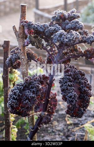 Milchblätter von farbenfrohem Grünkohl im Gemüsegarten Stockfoto