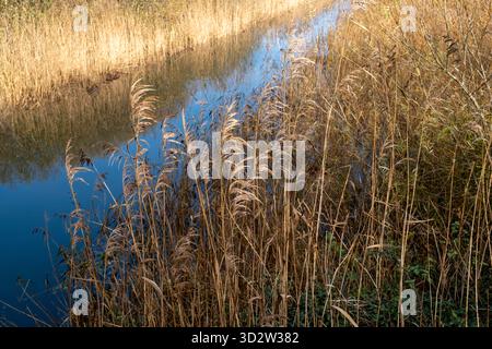 Schilfbetten, gemeines Schilf, Phragmites australis Stockfoto