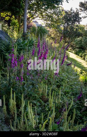 Foxhandschuhe und Pennykrautblumen im Sommer im schattigen Waldgarten Stockfoto