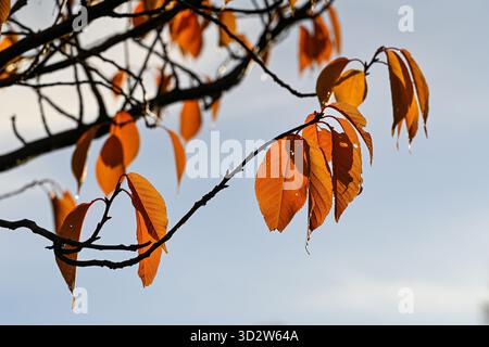 Herbstlaub im Ealy November in Norrköping, Schweden Stockfoto