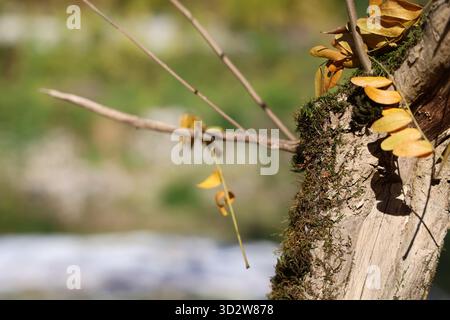 Ein sonnendurchfluteter, moosbedeckter Baumstamm mit gelben Blättern und zarten Zweigen schafft eine ruhige, natürliche Naturszene mit sanftem Fokus und reichhaltigen Texturen. Stockfoto
