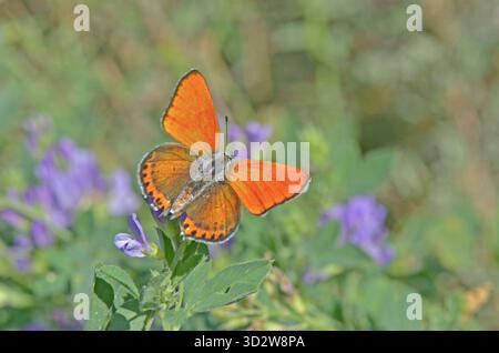 Ein kleiner feuriger Kupferschmetterling (Lycaena thersamon) thront auf einer violetten Wildblume, die in der sonnigen mediterranen Umgebung tränkt. Stockfoto
