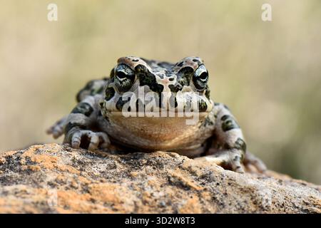 Vorderansicht Porträt der endemischen Zyperngrünen Kröte (Bufotes cypriensis), die in ihrem natürlichen Lebensraum auf einem orangefarbenen Felsen sitzt. Stockfoto