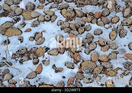 Ein Hochwinkelblick auf zahlreiche Tannenzapfen, die im Winter über einen Schnee und trockene Blätter auf dem Waldboden verstreut sind, von Zypern aus Stockfoto