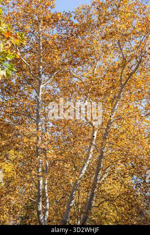 Ein großer Blick auf das helle goldene und gelbe Herbstlaub, das das dichte Baldachin großer Bäume vor einem blassblauen Himmel bedeckt. Stockfoto