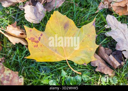 Ein einzelnes, leuchtend gelbes Platanenblatt mit braunen Flecken liegt im Herbst auf einem Bett aus leuchtend grünem Gras. Stockfoto