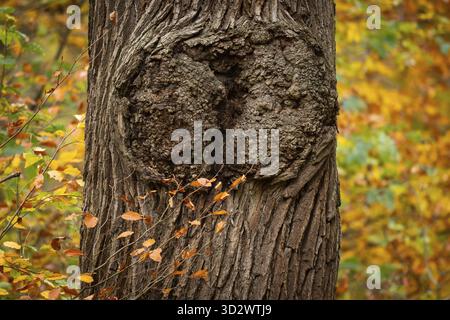Eichenstamm, gelb-braun gefärbte Buchenblätter, Herbst, Stuttgart, Deutschland Stockfoto