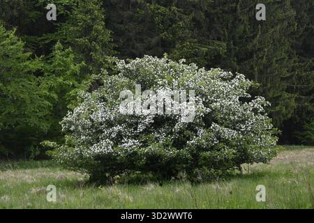 Blühender Weißdorn (Crataegus) Stockfoto