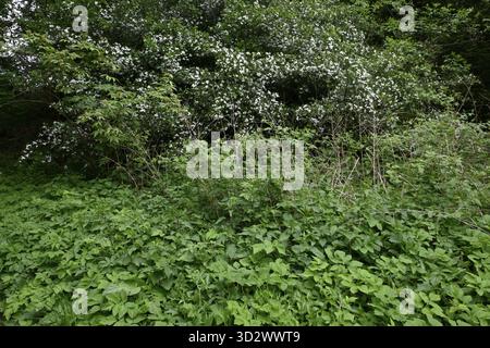 Blühender Weißdorn mit Brennnessel und Geröll (Crataegus, Urtica dioica, Aegopodium podagraria) Stockfoto