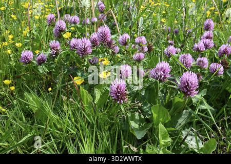 Rotklee (Trifolium Pratense) Stockfoto
