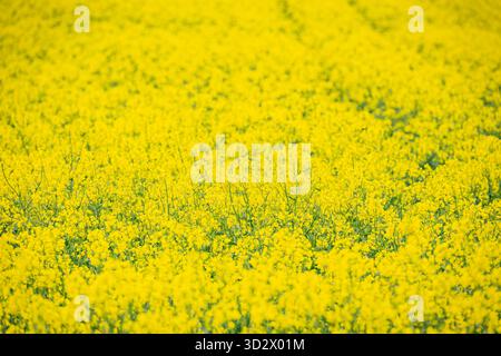 Lebhaftes Rapsfeld (Rapsbaum) in Blüte Stockfoto