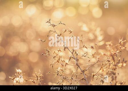 Bei einer Nahaufnahme werden trockene, empfindliche Pflanzen mit einem warmen, weichen Hintergrund aufgenommen. Der Bokeh-Effekt erzeugt eine traumhafte Ästhetik Stockfoto