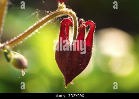Eine Nahaufnahme einer einzigartigen, leuchtend roten Blütenknospe vor einem verschwommenen grünen Hintergrund, die die zarten Details unterstreicht Stockfoto
