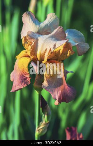 Ein lebhaftes Nahfoto zeigt eine atemberaubende Blume in voller Blüte und zeigt ihre komplizierten Details und fesselnden Farben vor einer Unschärfe Stockfoto
