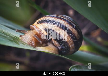 Eine Makroaufnahme einer Schnecke auf einem grünen Blatt, die die komplizierten Details der Schneckenschale und des Körpers zeigt Stockfoto