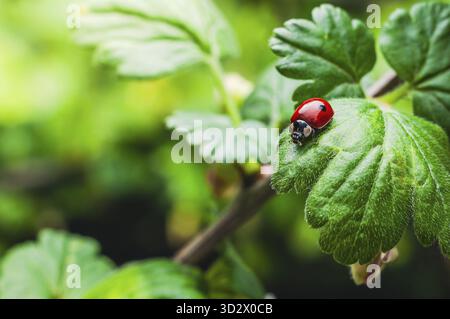 Eine lebendige Makroaufnahme zeigt einen Marienkäfer, der auf einem üppigen, grünen Blatt vor einem weichen, verschwommenen Hintergrund mit Bokeh sitzt Stockfoto